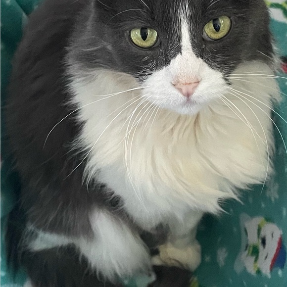 Meet your Posher, Misty - Picture 4 of 7